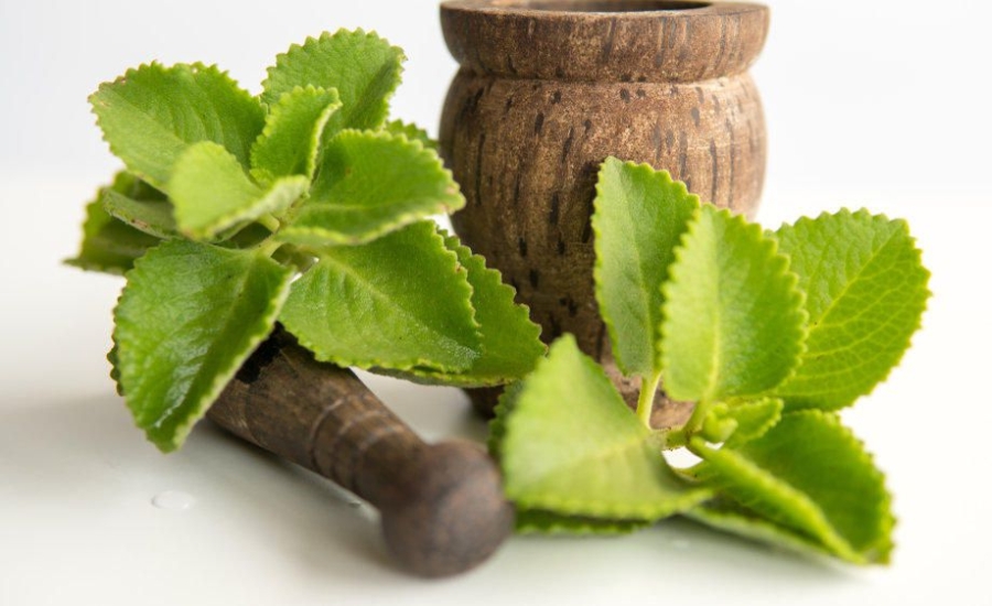 Siro húng chanh Hà Nội