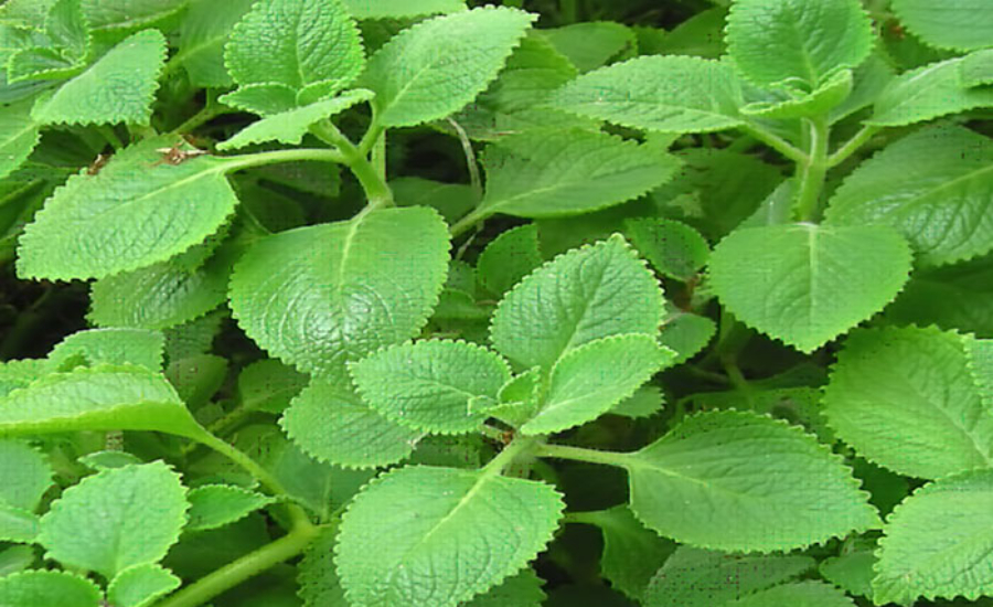 Siro húng chanh Hải Phòng