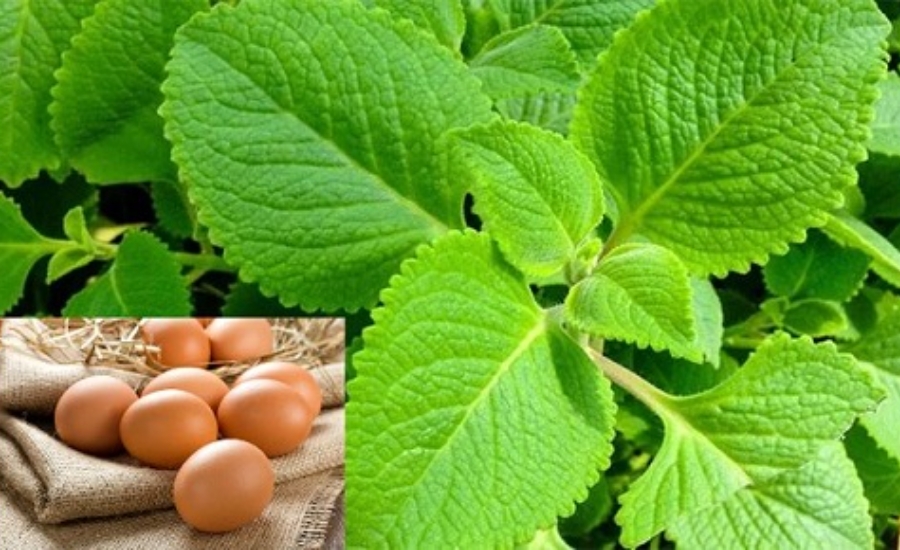 Siro húng chanh Nam Đinh